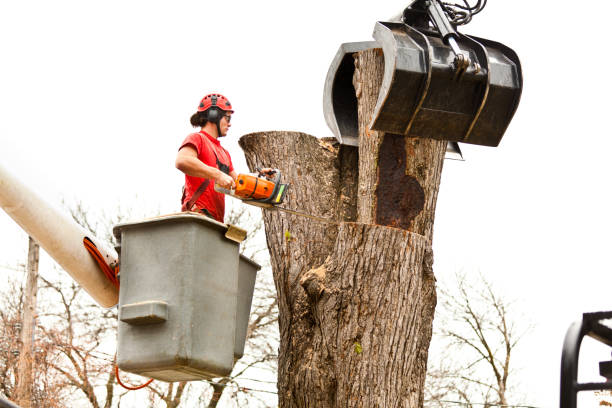 How Our Tree Care Process Works  in  Clarkston, GA